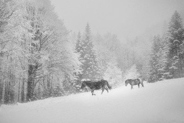 winter in mountain, wild horses walking in snow storm