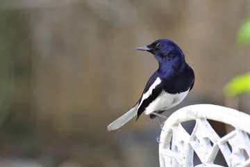 Black and white birds cling to white chairs.