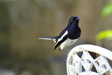 Black and white birds cling to white chairs.