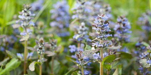 beautiful tender fluffy blue flowers blooming in the thick grass in the summer field