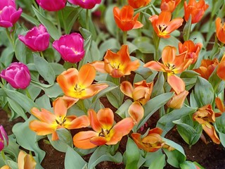 Obraz premium Tulip flower garden in northern 