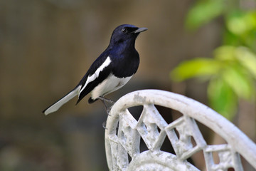 Black and white birds cling to white chairs.