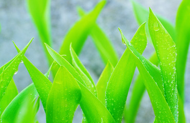Obraz premium Water drops on young lily-of the-valley (Convallaria majalis) leaves. Selective focus and shallow depth of field.