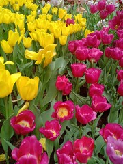 Tulip blooming volume 9985552555