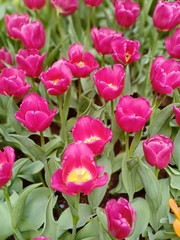 Tulip blooming volume 5572265