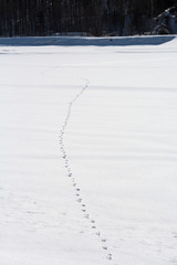 雪の上の野生動物の足跡