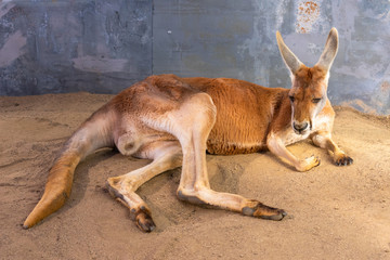 Naklejka na ściany i meble Red australian kangaroo laying down
