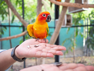 a beautiful macaw and parrot