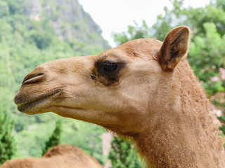 Obraz premium close up camel portrait