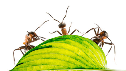 Red wood ants (Formica rufa) close up - macro photography