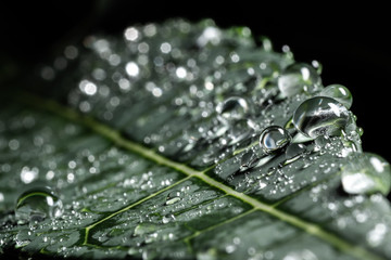 rain drop on green leaf