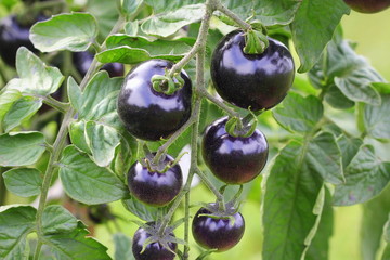 Black tomatoes on a branch in the garden. Indigo rose tomato