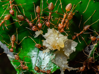 red ant in wildlife