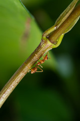 red ant in wildlife