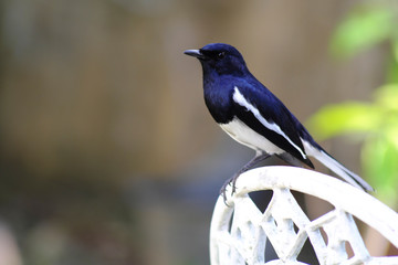 Black and white birds cling to white chairs.