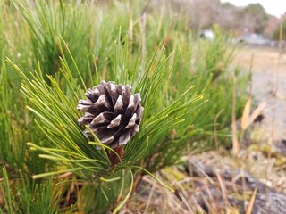 松ぼっくり