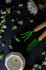Spring plant transplant. Succulents, paddle, rake, earth, soil, a place for an inscription