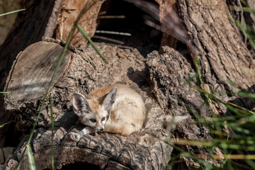 Desert Fox (Vulpes zerda) resting by the tree in a zoo