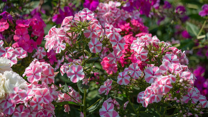 A variety of beautiful blooming pink Phlox in the garden. Pink and lilac flowers shot close - up with wide open aperture