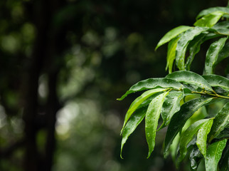 the raindrop on green leaves