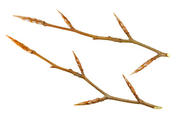 winter branch with buds European beech (Fagus sylvatica) isolate on white background