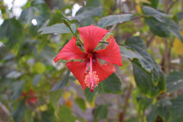 Hibiscus Red Flower