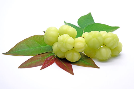 Star gooseberry with green leaves (Phyllanthus acidus) known as Otaheite gooseberry, Malay, Tahitian, Country, West India gooseberry and Starberry. Isolated on white background.