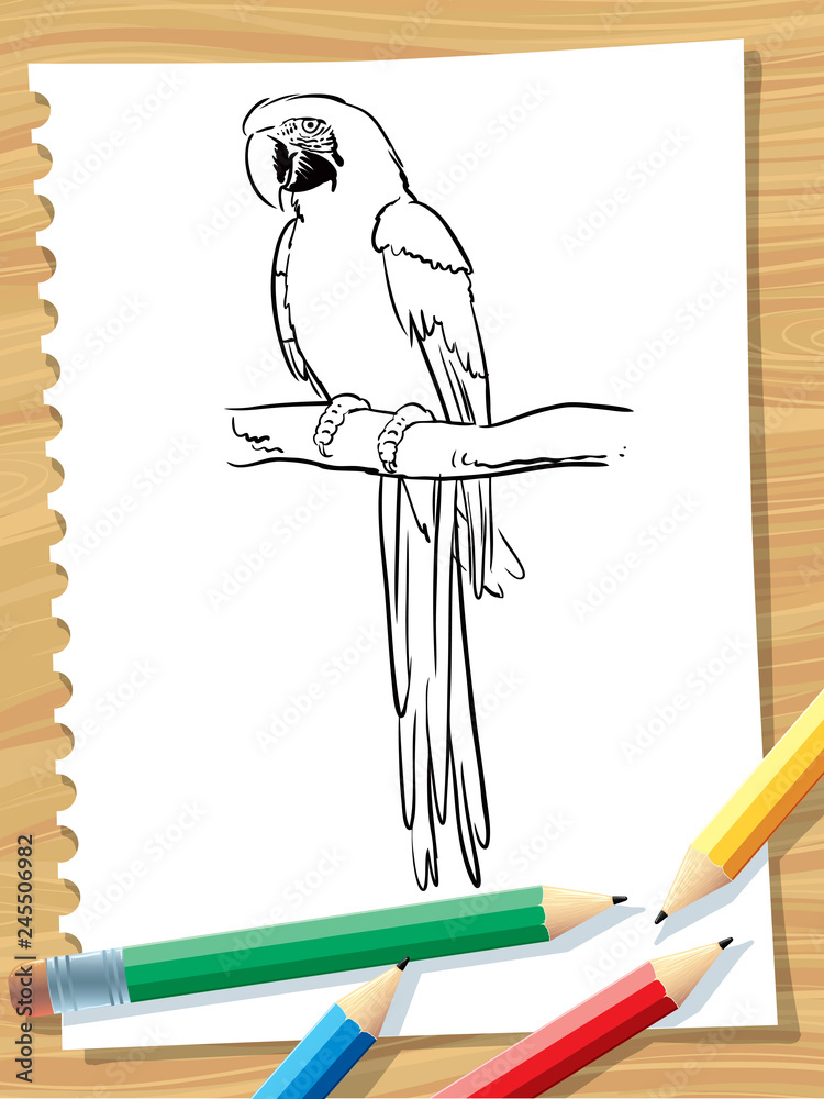 Wall mural Parrot ara illustration coloring page - Vector