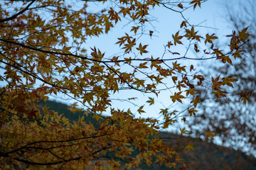 紅葉