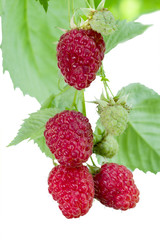 Ripe and immature raspberries on a branch. Isolated on white background.