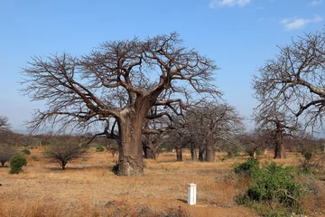 Papier Peint photo Baobab Baobab Bäume in Afrika