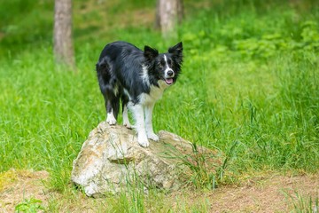 Cute young black and white border collie dog is about to jump off a piece of rock, green grass and trees in background, summer day in a forest park