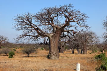 Tableaux ronds sur aluminium brossé Baobab Les baobabs en Afrique