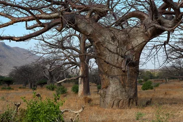 Papier Peint photo autocollant Baobab Les baobabs en Afrique