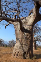 Papier Peint photo autocollant Baobab Baobabs en Afrique