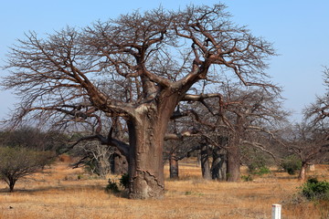 Baobabs en Afrique
