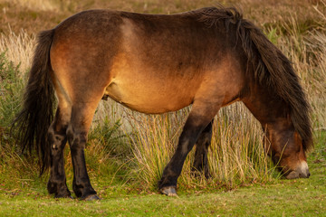 A wild Exmoor Pony, seen on Porlock Hill in Somerset, England, UK