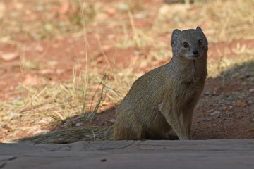 Fuchsmanguste (Cynictis penicillata) in Namibia