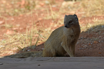Fuchsmanguste (Cynictis penicillata) in Namibia