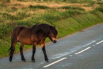 A wild Exmoor Pony, seen on Porlock Hill in Somerset, England, UK