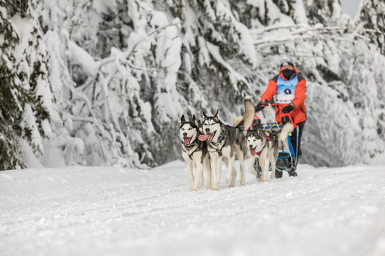 A team of four husky sled dogs running on a snowy wilderness road. Sledding with husky dogs in winter czech countryside. Group of hounds of dogs in a team in winter landscape.