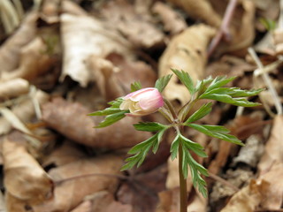 Blooming spring flower