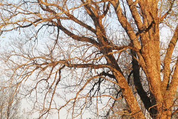 Winter tree branches at sunset light