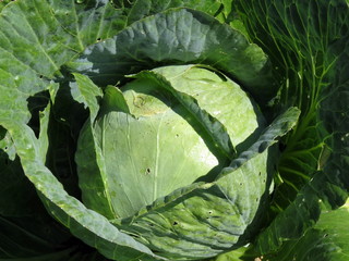 Heads of medium cabbage