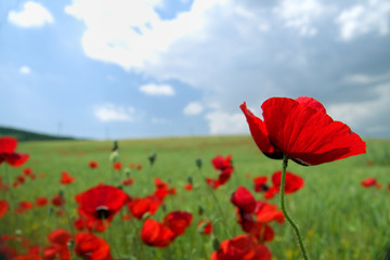 Poppy field