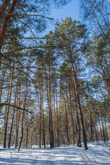 Snowy landscape. Winter forest and blue sky. Beautiful morning in the forest.	