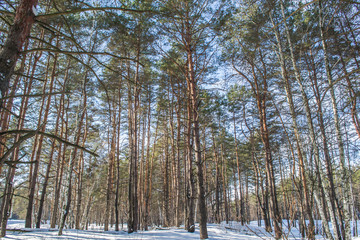 Snowy landscape. Winter forest and blue sky. Beautiful morning in the forest.	