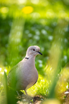 collared dove in the garden