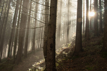 The sun's rays break through the fog