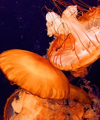 jellyfish